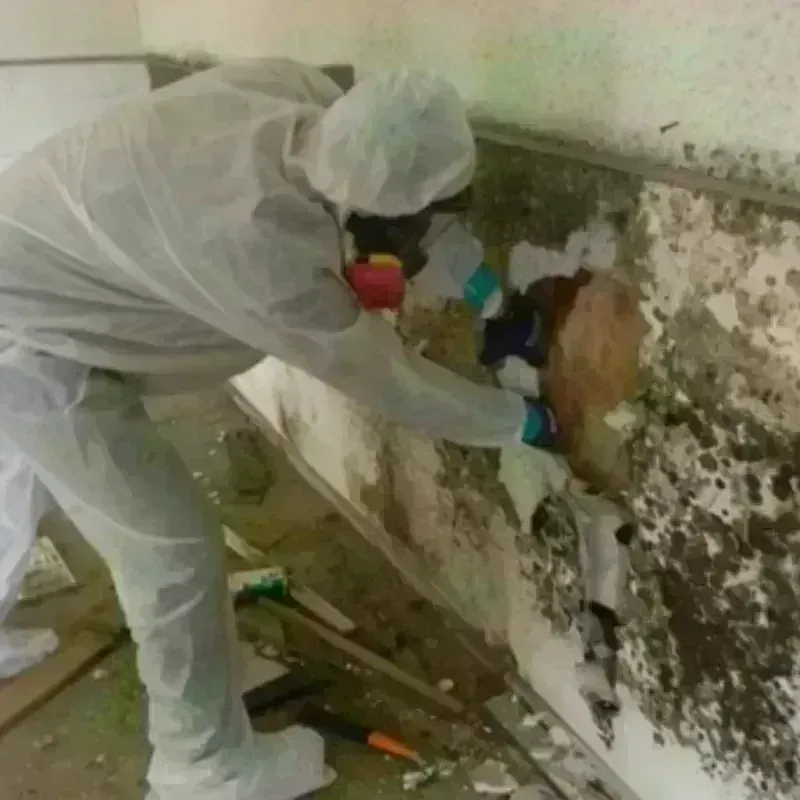 Mold Remediation and Removal in San Dimas, CA